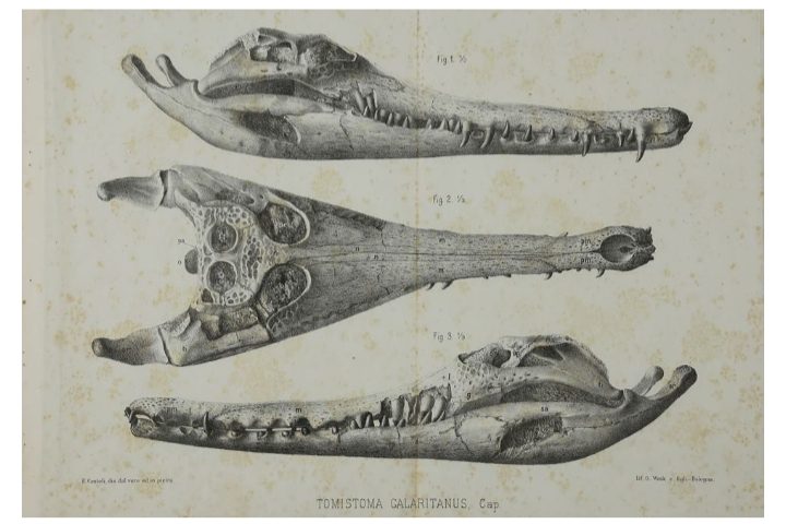 Lo sapevate? Dove oggi sorge Cagliari milioni di anni fa viveva un coccodrillo preistorico