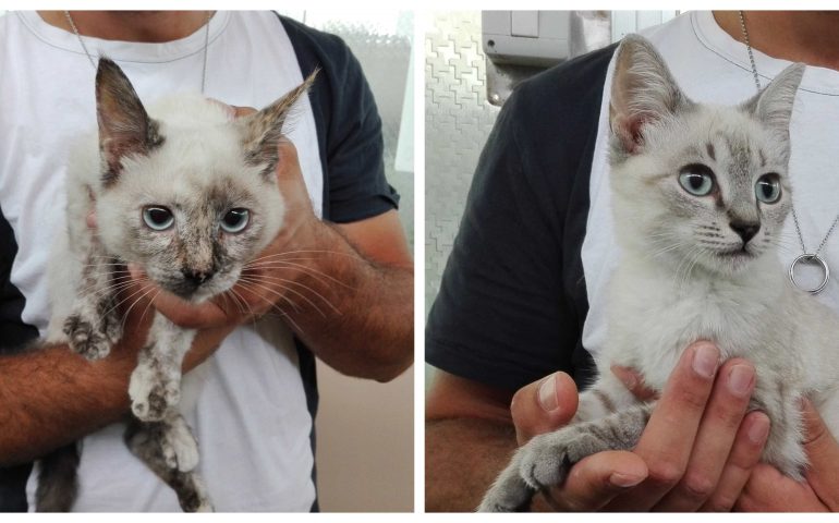 Thelma e Louise, bellissime sorelline di 4 mesi salvate dalla strada. In cerca di casa