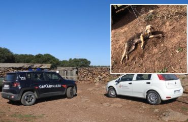 Gesturi: cani maltrattati in un terreno, intervengono i Carabinieri la Asl