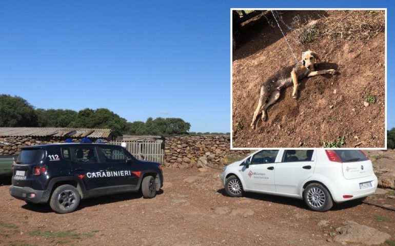 Gesturi: cani maltrattati in un terreno, intervengono i Carabinieri la Asl