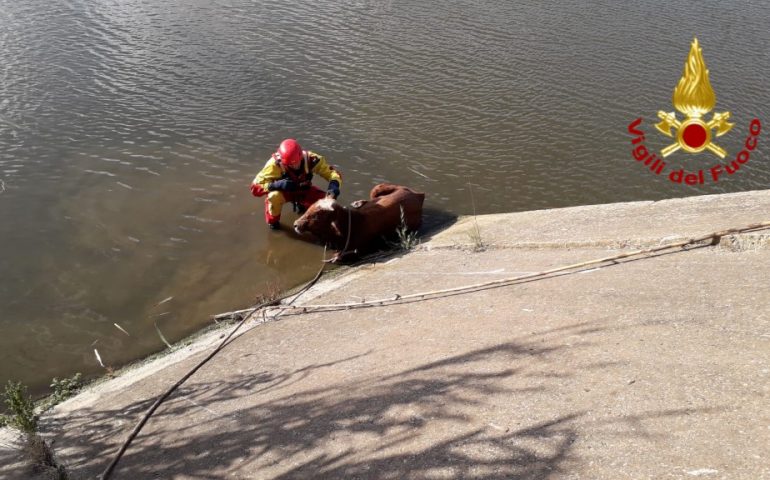 (Foto) Mucca bloccata in acqua: lo spettacolare salvataggio dei Vigili del fuoco