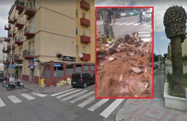 Palma crollata in via della Pineta