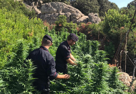 Orune, arrestato un 44enne che coltivava una piantagione di marijuana. 300 le piante trovate dai carabinieri