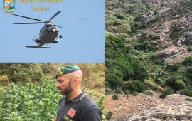 Piantagione di marijuana con oltre 1000 piante sul Serpeddì