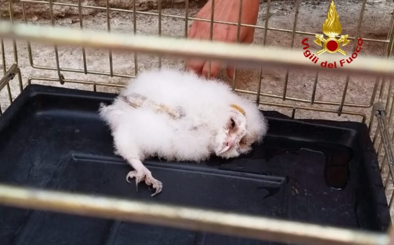Pullo di barbagianni cade dal nido: il recupero dei Vigili del fuoco nella campagna di Monastir