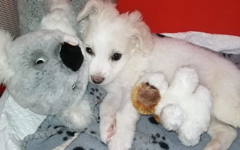 Una raccolta fondi per Numa, il cucciolo destinato a morire: un intervento può salvargli la vita