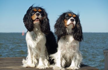 cavalier king