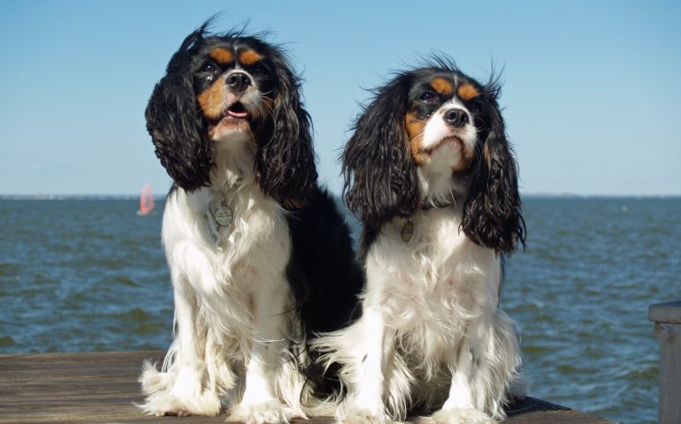 cavalier king