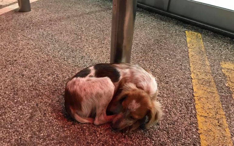 Abbandonata di fronte a un supermercato: la sofferenza e la solitudine di un cane rifiutato