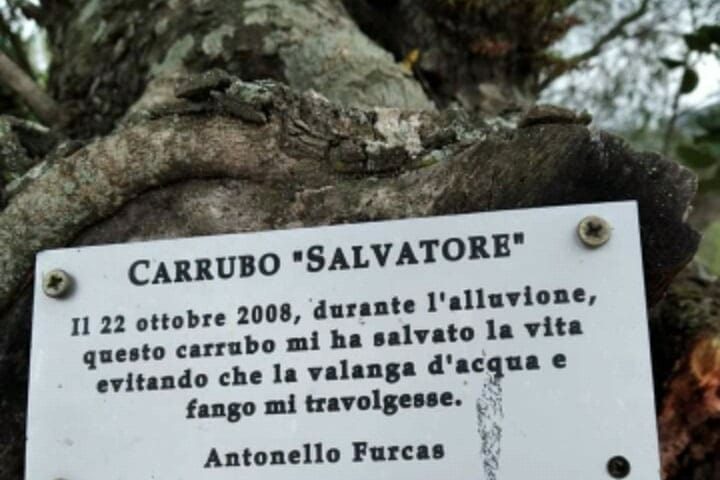 Lo sapevate? A Poggio dei Pini c’è un albero che salvò la vita a un uomo