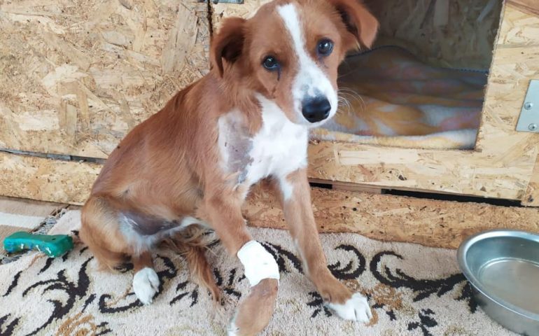 Tommaso, il cane che non contava nulla: un proiettile nel collo e una zampetta che forse non potrà più tornare a camminare