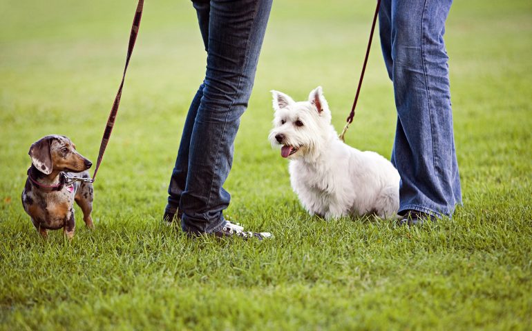 Monte Claro aperto del tutto ai cani. La proposta dal presidente del Consiglio comunale di Cagliari