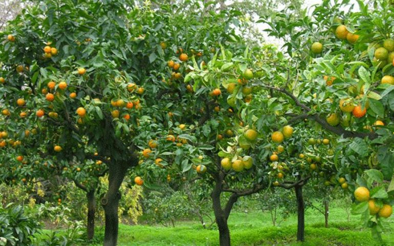 Assemini, ettari di alberi abbattuti: “Adottate 300 alberi in cambio dei miei prodotti”, la proposta di un agricoltore