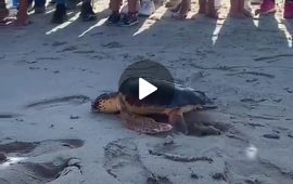 Tartaruga Ambrosia torna in mare