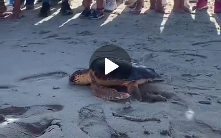 Tartaruga Ambrosia torna in mare