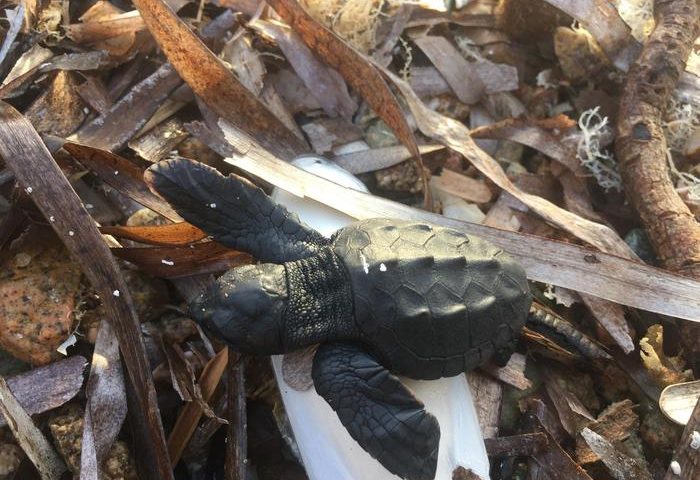 San Teodoro, trovate 12 piccole tartarughe marine morte