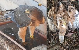 Tepilora, l'aquila uccisa a colpi di fucile a Giba