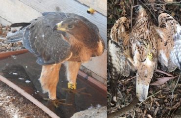 Tepilora, l'aquila uccisa a colpi di fucile a Giba