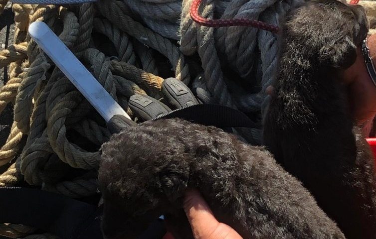 Nurri: abbandonati in un sottopasso in mezzo ai rifiuti. Cagnolini salvati dai Vigili del Fuoco