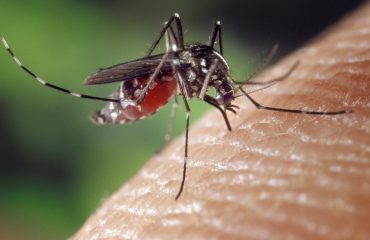 Zanzara Aedes responsabile del virus dengue