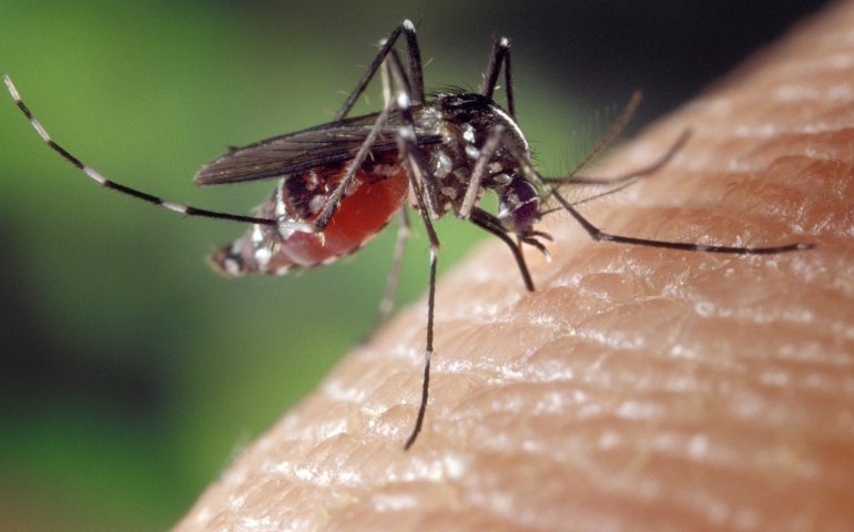 Zanzara Aedes responsabile del virus dengue