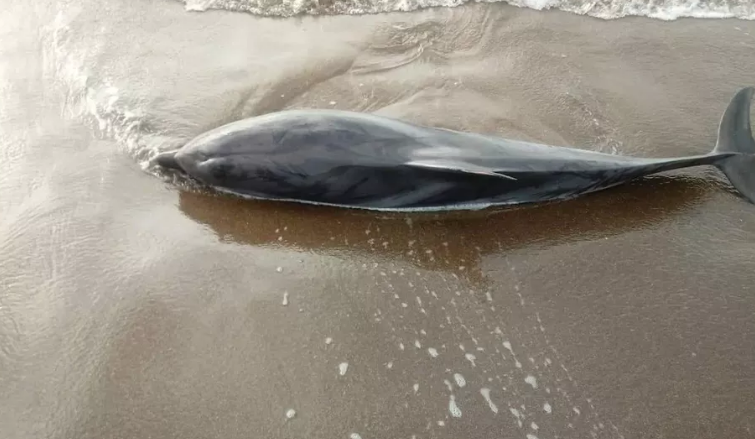 Trovato spiaggiato un delfino a Bosa Marina. I biologi lavorano per comprendere le cause della sua morte