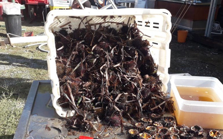 In Sardegna riapre la pesca dei ricci di mare. Dal Grig l’accorato appello: «Non mangiateli»
