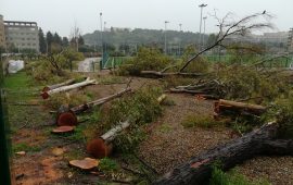 L'area alberata disboscata a Cagliari tra via Cadello e via Cogoni