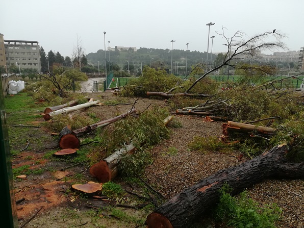 L'area alberata disboscata a Cagliari tra via Cadello e via Cogoni