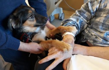 cane va a trovare il padrone dopo ictus