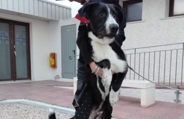 Cane Rambo - Foto Canile Dog Hotel di Assemini