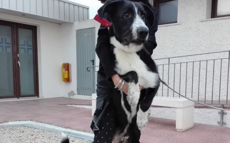 Cane Rambo - Foto Canile Dog Hotel di Assemini