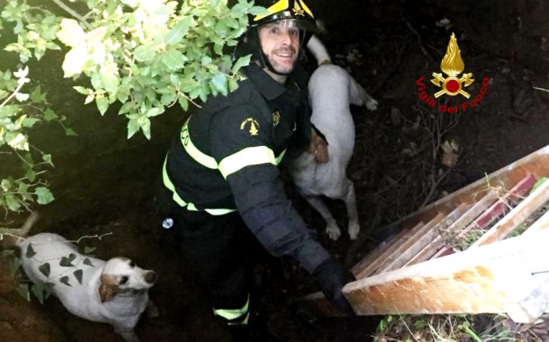 Iglesias, i Vigili del Fuoco salvano due cani caduti in una cavità