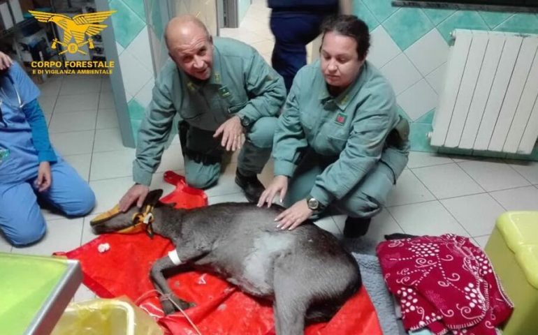 Marceddì, cerva ferita inseguita da cani randagi salvata dalla Forestale