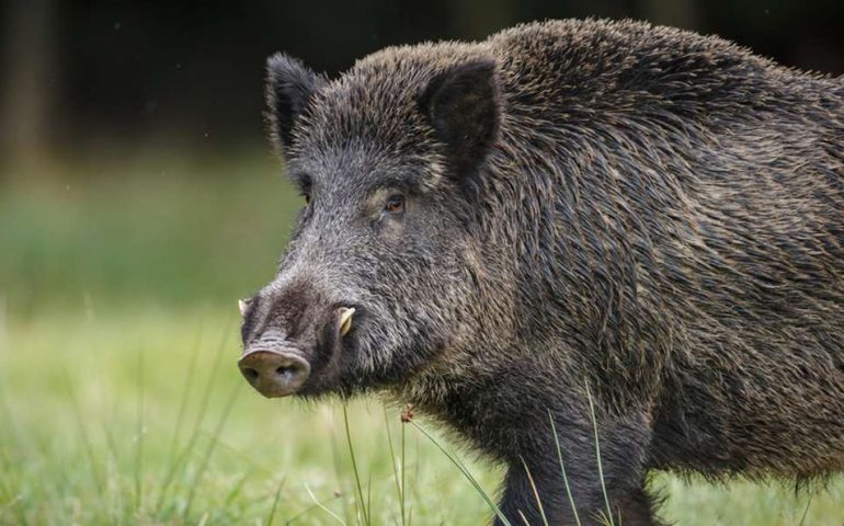 Uccidono barbaramente con una roncola un piccolo cinghiale: due uomini denunciati