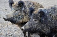 Cabras: la referente regionale Avi contesta il piano di abbattimento dei cinghiali