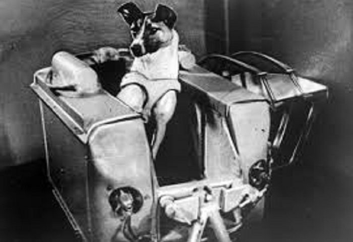 Accadde oggi. Era il 3 novembre del 1957 quando il cane Laika venne lanciato nello Spazio