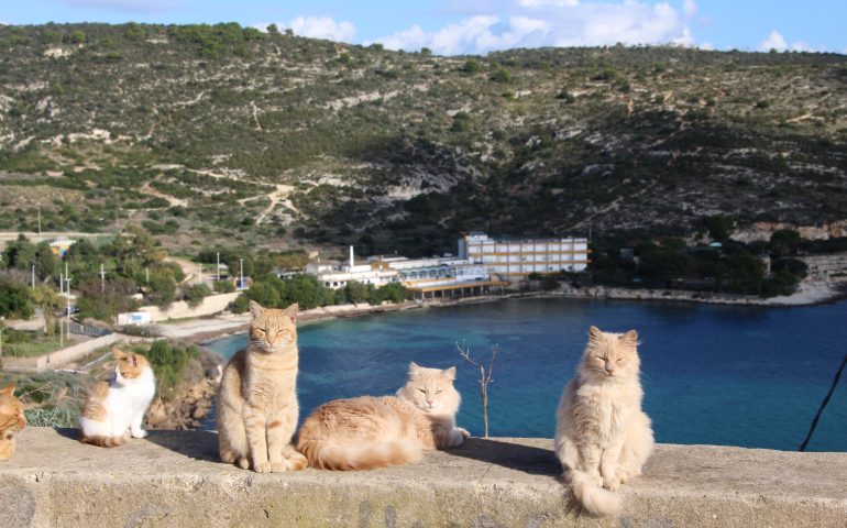 La foto: dopo tanta pioggia i gatti di Calamosca si godono un pomeriggio di sole