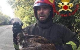 I Vigili del Fuoco salvano un grifone a Macomer
