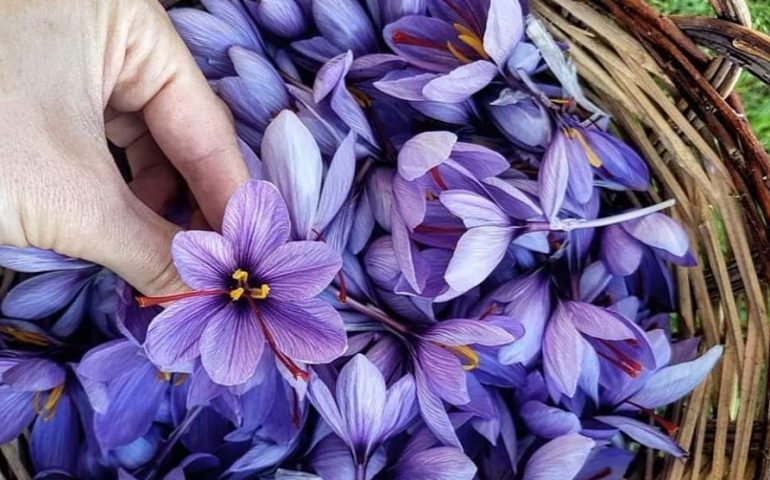 La foto: la raccolta dei Crocus, gli splendidi colori dei fiori dello zafferano