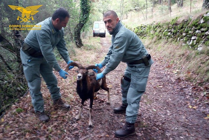 Gadoni, muflone in difficoltà soccorso dalla Forestale