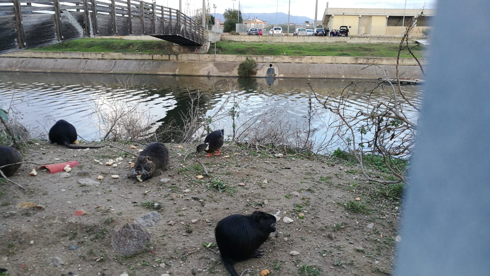 Cagliari: quattro nutrie avvistate a Terramaini | Cagliari - vistanet