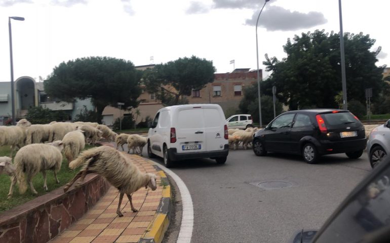 La foto. Un gregge di pecore alla rotonda di Monserrato