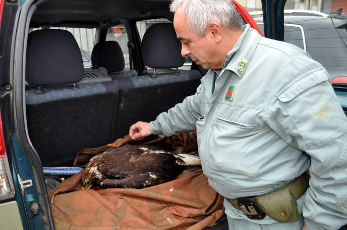 Cuglieri, la Forestale salva un’aquila ferita