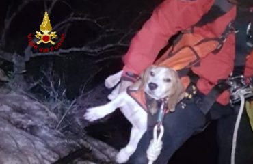 Cane cade in un dirupo e viene salvato dai Vigili dle Fuoco