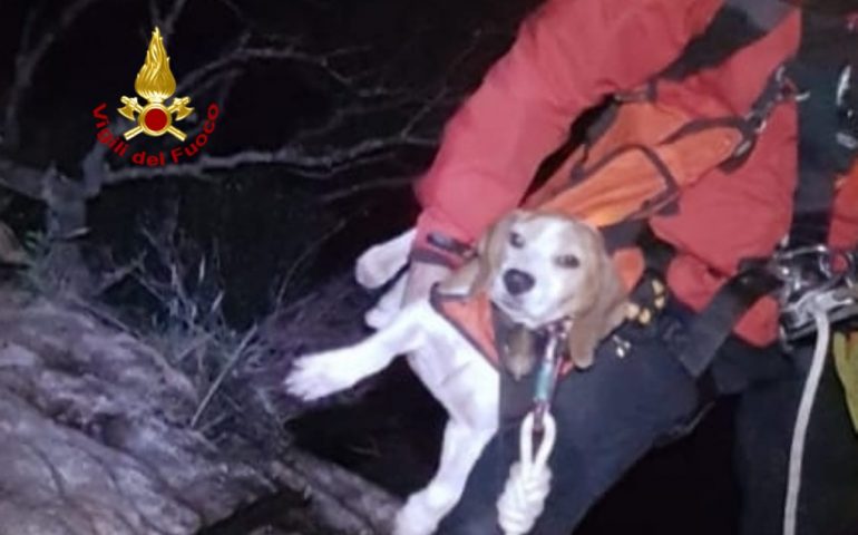 Cane cade in un dirupo e viene salvato dai Vigili dle Fuoco