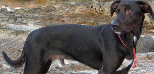 Non ce l’ha fatta il cane trascinato a Ottana