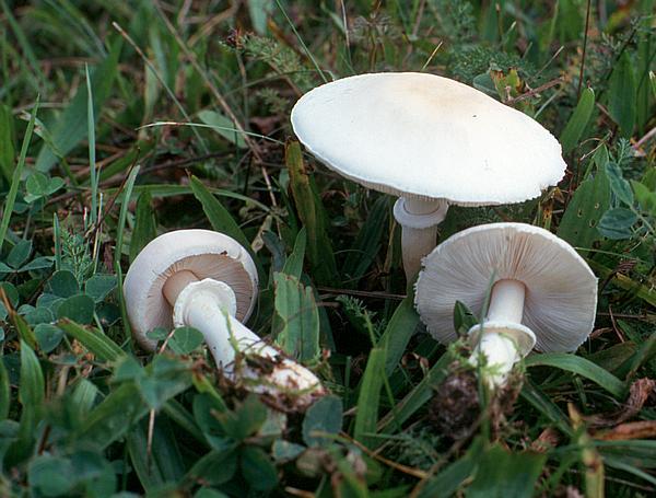 Troppi casi di intossicazione, «Fate controllare i funghi», l’appello della Assl di Sanluri