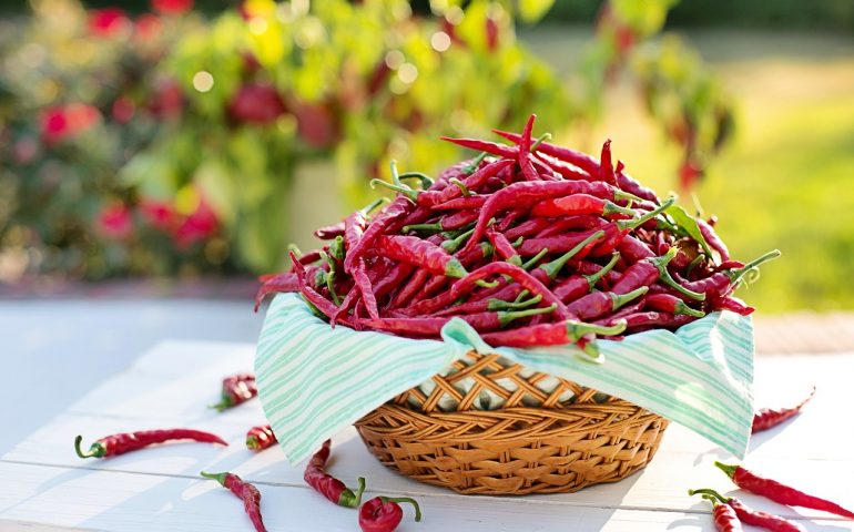 peperoncino - immagine di repertorio