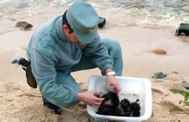 Pesca abusiva di ricci